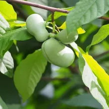Paw-Paw (Asimina triloba)