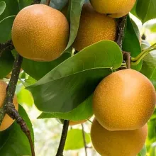 Peer Nashi 'SHINSEIKI'