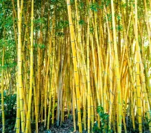 Phyllostachys aureosulc. 'Aureocaulis'