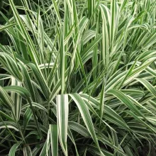 Phalaris arundinacea 'Picta'
