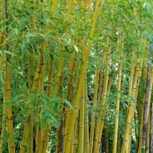 Phyllostachys aurea