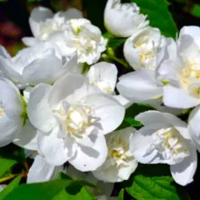 Philadelphus 'Bouquet Blanc'