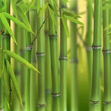 Phyllostachys bissettii
