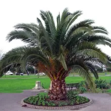 Phoenix canariensis