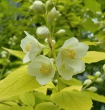 Philadelphus coron. 'Aureus'
