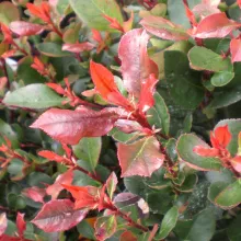 Photinia fraseri 'Camilvy'