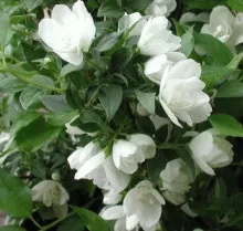 Philadelphus 'Manteau d'Hermine'