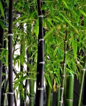 Phyllostachys nigra