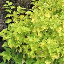 Physocarpus opulif. 'Darts Gold'