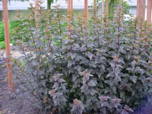 Physocarpus opulif. 'Diabolo'