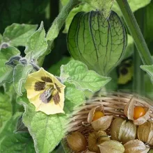 ANANASKERS Physalis pruinosa