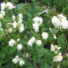 Philadelphus 'Snowbelle'