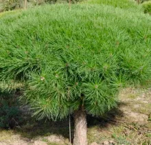 Pinus dens. 'Tamoyosho Compacta'