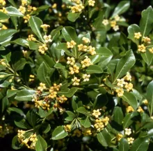 Pittosporum hetherophylllum