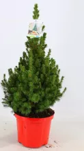 Picea glauca 'Conica' KERSTBOOM