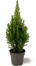 Picea glauca 'December' KERSTBOOM