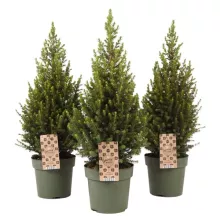 Picea glauca 'Magnifique' KERSTBOOM