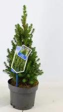 Picea glauca 'Perfecta' KERSTBOOM
