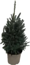 Picea glauca 'Super Green' KERSTBOOM