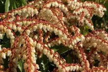 Pieris jap. 'Brouwer's Beauty'