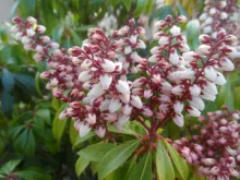 Pieris jap. 'Bonfire'