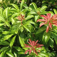 Pieris jap. 'Mountain Fire'