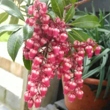 Pieris jap. 'Passion'