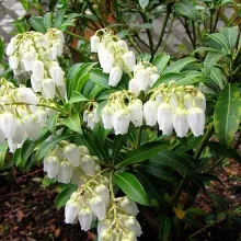 Pieris jap. 'Purity'