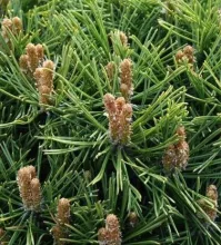 Pinus mugo 'Benjamin'
