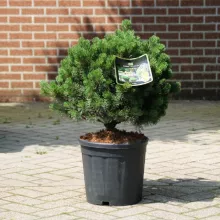 Pinus mugo 'Pumuckel'