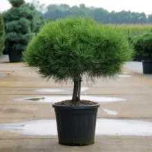 Pinus nigra 'Brepo'
