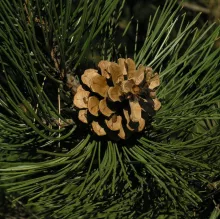 Pinus nigra 'Nigra'