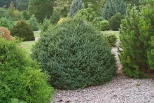 Picea omorika 'Nana'