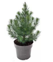 Picea pinea 'Silver Crest' KERSTBOOM