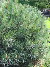 Pinus sylvestris 'Watereri'