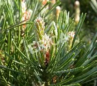 Pinus sylvestris