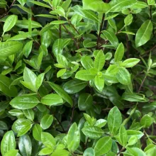 Pittosporum ten. 'Golf Ball'