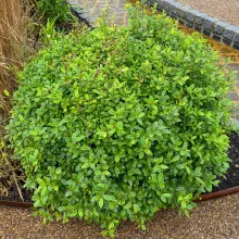 Pittosporum ten. 'Midget'