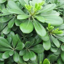 Pittosporum tobira 'Nana'