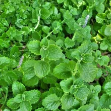 VIJF-IN-EEN-KRUID Plectranthus amboinicus