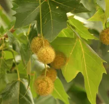 Platanus orientalis