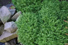 Pleioblastus pygmaeus