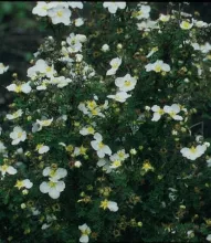 Potentilla frut. 'Abbotswood'