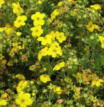 Potentilla frut. 'Goldfinger'