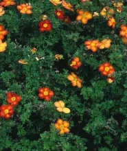 Potentilla frut. 'Red Ace'