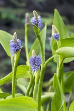 Pontederia lanceolata