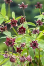 Potentilla palustris