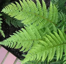 Polystichum setiferum