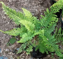Polystichum setiferum 'Herrenhausen'