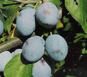 Pruim 'ALTESSE SIMPLE'